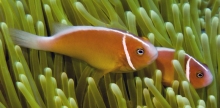 Pink Anemonefish_Amphiprion perideraion_Anemonefishes_Pomacentridae-Amphiprioninae