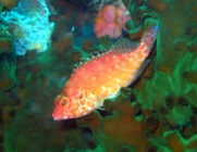 pixy-hawkfish-cirrhitichthys-oxycephalus-hawkfishes-cirrhitidae_34454