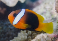 Red and Black Anemonefish_Amphiprion melanopus_Anemonefishes_Pomacentridae-Amphiprioninae