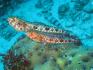 Reef Lizardfish (Synodus variegatus)
