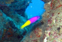 Bicoloured Dottyback (Pictichromis coralensis) [Dottybacks - Pseudochromidae]