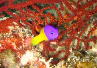 Bicoloured Dottyback (Pictichromis coralensis) [Dottybacks - Pseudochromidae]