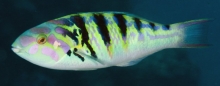 Sixbar Wrasse_Thalassoma hardwicke_Wrasses_labridae