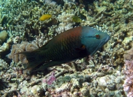 slingjaw-wrasse-epibulus-insidiator-wrasses-labridae_tp_2069