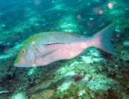 spangled-emperor-lethrinus-nebulosus-emperors-lethrinidae_12072