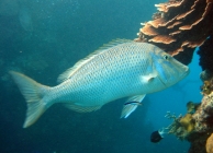 spangled-emperor-lethrinus-nebulosus-emperors-lethrinidae_21553