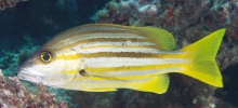 Spanish Flag_Lutjanus carponotatus_Snappers_Lutjanidae