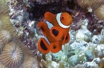 Spine-cheek Anemonefish_Premnas biaculeatus_Anemonefishes_Juvenile_Pomacentridae-Amphiprioninae