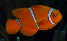 Spine-cheek Anemonefish_Premnas biaculeatus_Anemonefishes_Male_Pomacentridae-Amphiprioninae