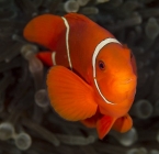 Spine-cheek Anemonefish_Premnas biaculeatus_Anemonefishes_Pomacentridae-Amphiprioninae