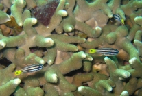 split-banded-cardinalfish-apogon-compressus-cardinalfishes-apogonidae_juv_33194