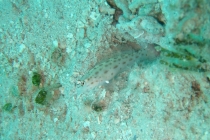 spotfin-shrimp-goby-ctenogobiops-pomastictus-gobies-gobiidae_32960