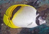 Spotnape Butterflyfish_chaetodon oxycephalus_Butterfly fish_Chaetodontidae