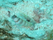 steinitz-shrimpgoby-amblyeleotris-steinitzi-gobies-gobiidae_36439