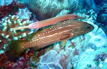 trumpetfish-aulostomus-chinensis-trumpetfishes-aulostomidae_shadowingrockcod_31597