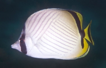 Vagabond Butterflyfish_Chaetodon vagabundus_Butterfly fish_Chaetodontidae
